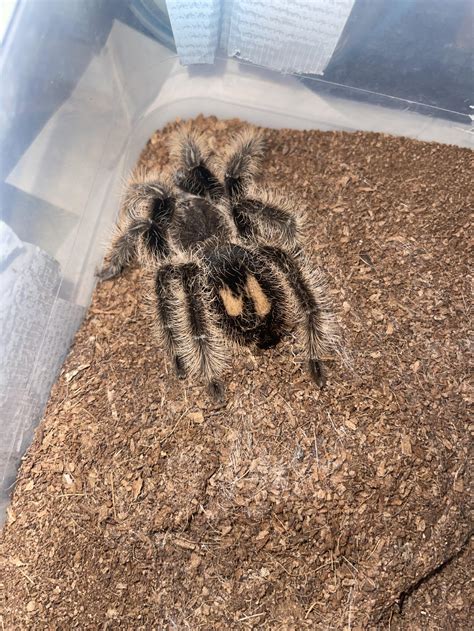 Curly Haired Tarantula Rtarantulas