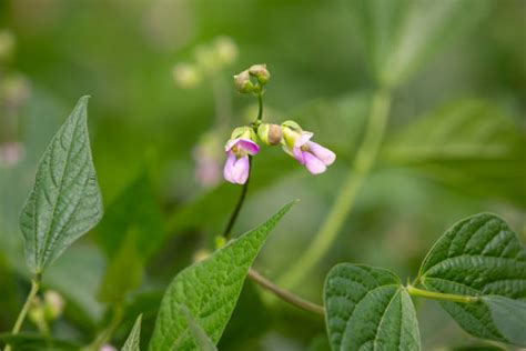 1900 Green Bean Flower Stock Photos Pictures And Royalty Free Images