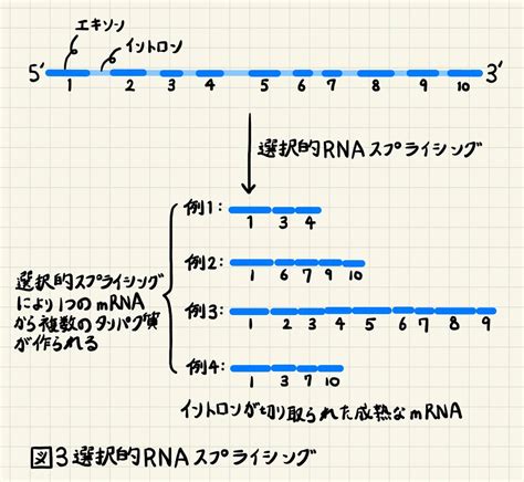 Rna Amrna Rna