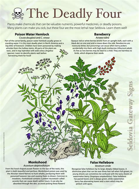 Guide To Poisonous Plants Artofit