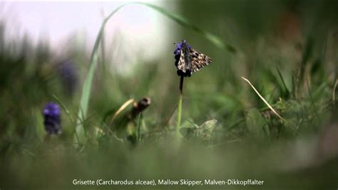 Grisette Carcharodus Alceae Mallow Skipper Malven Dikkopffalter