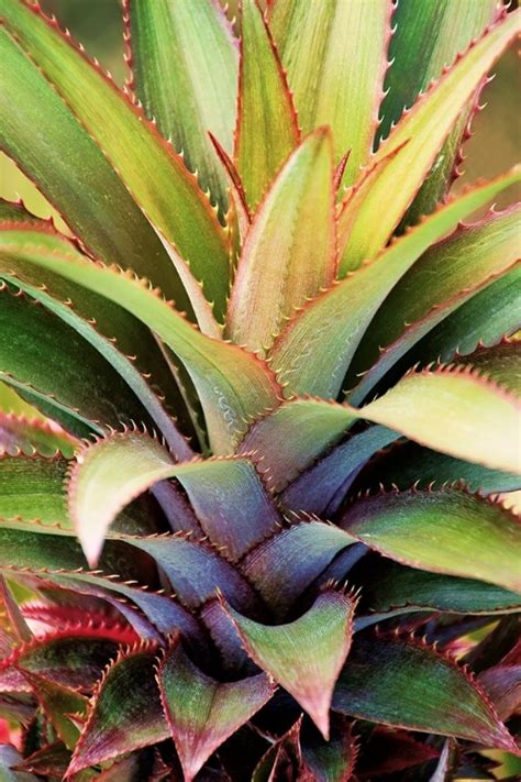 Somerset House Images Spiny Succulent I