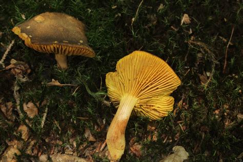Phylloporus Pelletieri The Ultimate Mushroom Guide