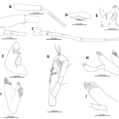 M Troglomorpha Sp N A Telson ♀ Allotype B Uropod Iii ♀ Allotype Download Scientific