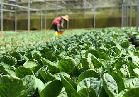 Más bioinsumos para la producción hortícola del Alto Paraná Canal