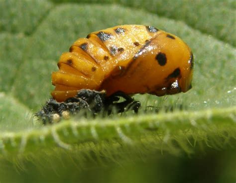 Pupa Of Seven Spot Ladybird Project Noah