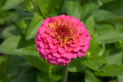 Zinnia Native Range On Sale Cdlguaiba Br