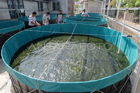 Budidaya Lele Sistem Bioflok Antara Foto