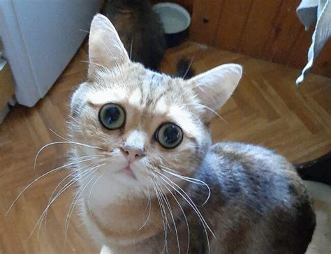 Кошкин дом - Приют для кошек и котов