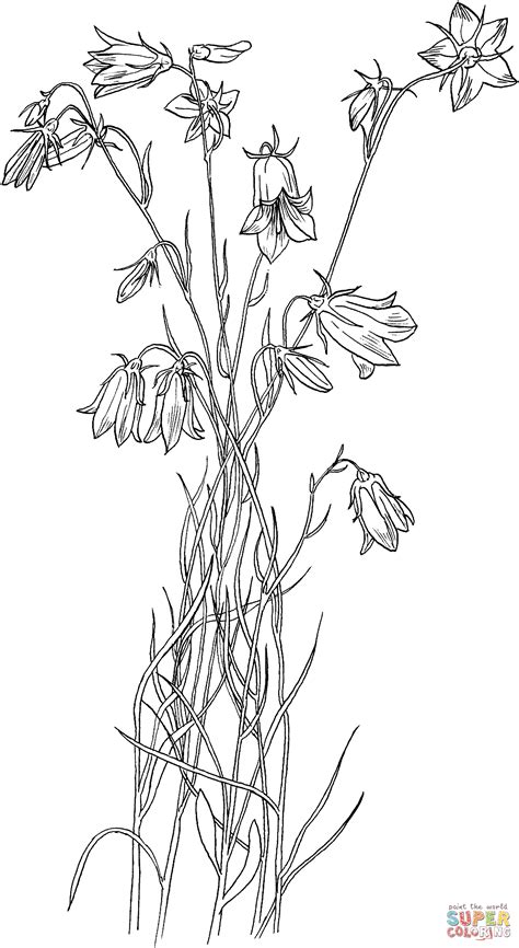 Bluebell Bellflower Coloring Online Super Coloring