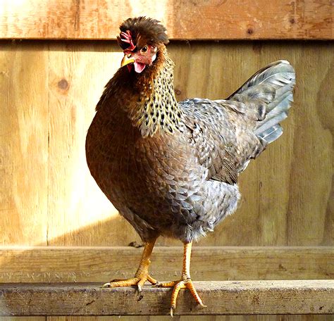 7 Chicken Breeds You Can Raise For Colorful Eggs