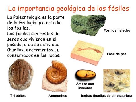 La Importancia Geológica De Los Fósiles