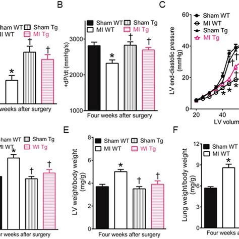 Effects Of Gtp Cyclohydrolase Gch Overexpression On Myocardial