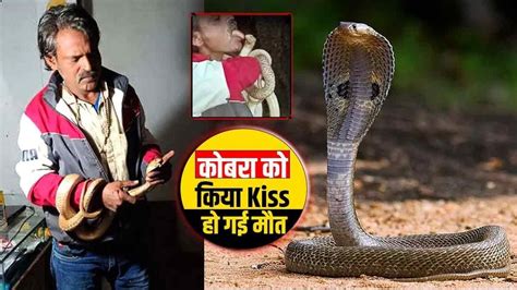 जहरीले सांप को किया Kiss वीडियो बनाते रहे लोग और सांप से खेलता रहा शख्स एक गलती ने ले ली जान