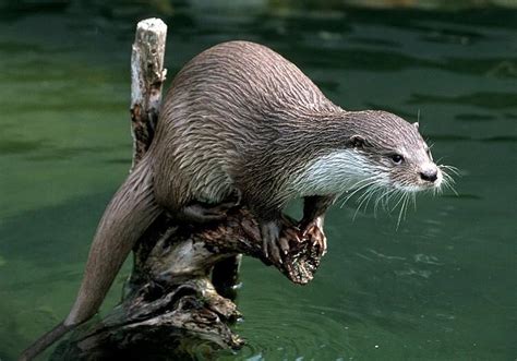 Eurasian Otter Facts Size Diet Habitat Range And Pictures