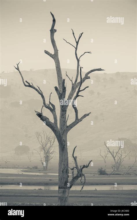 Australia Victoria Vic Huon Landscape By Lake Hume With Forest Fire