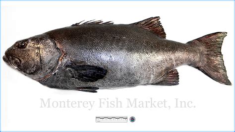 Giant Sea Bass - Monterey Fish Market Seafood Index — Monterey Fish Market