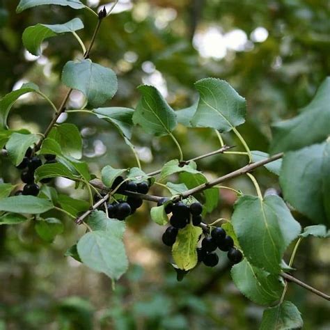 Nerprun Purgatif Rhamnus Gardencenter Ch