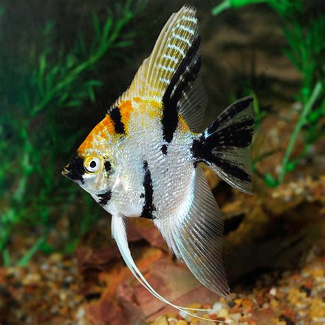 Female Freshwater Angelfish