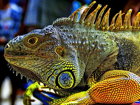 210 Reptile Wallpapers Hd Download Free Backgrounds