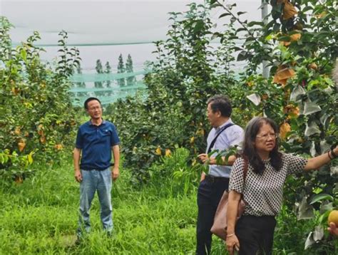 【先行区共建】林果所在金山召开梨新品种专家现场考察会科技动态新闻中心上海市农业科学院