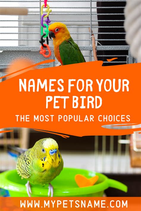 Pet Bird Names | Parakeet names, Love birds pet, Pet bird