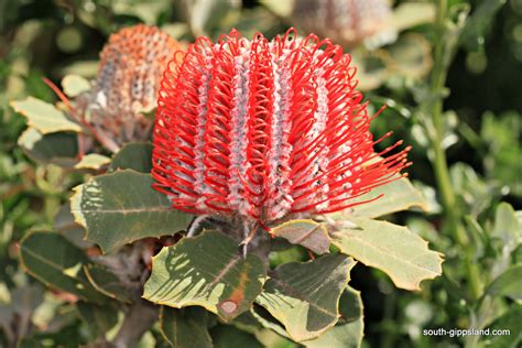 Australian Native Flowering Plants 26 South Gippsland Victoria Australia