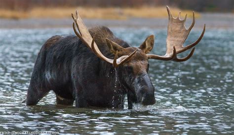 Moose in Glacier National Park. | Michael Hodges Fiction