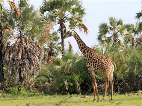 Les Raisons Dopter Pour Un Safari En Tanzanie