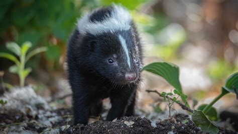 Watch For These Warning Signs That A Skunk Is About To Spray