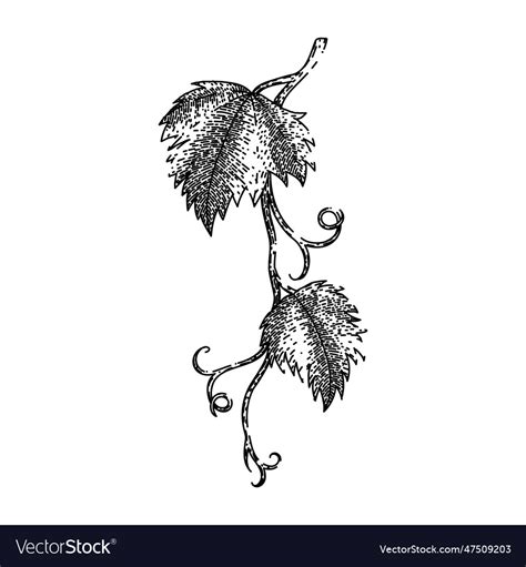 Grape vine leaf sketch hand drawn Royalty Free Vector Image