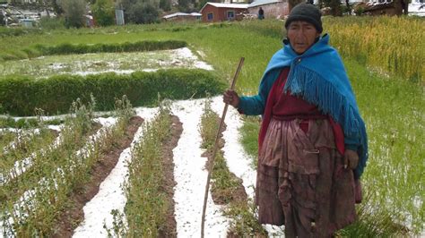 Puno El 11 De Cultivos Sembrados Han Sido Afectados Por Las Heladas Y