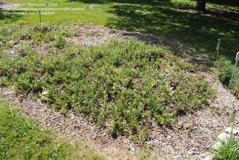 Plantfiles Pictures Arctostaphylos Species Bearberry Kinnikinnick