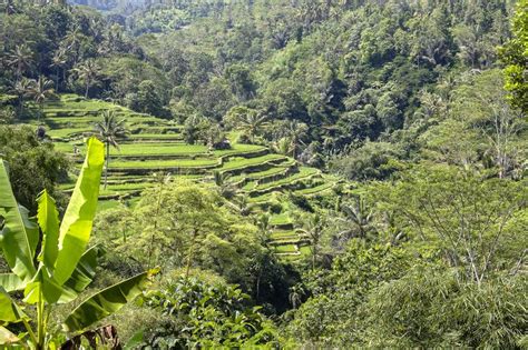 Terrazas Verdes Hermosas Del Arroz En La Isla Bali Indonesia Foto De