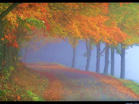Autumn Path Wallpaper Free Wallpapers