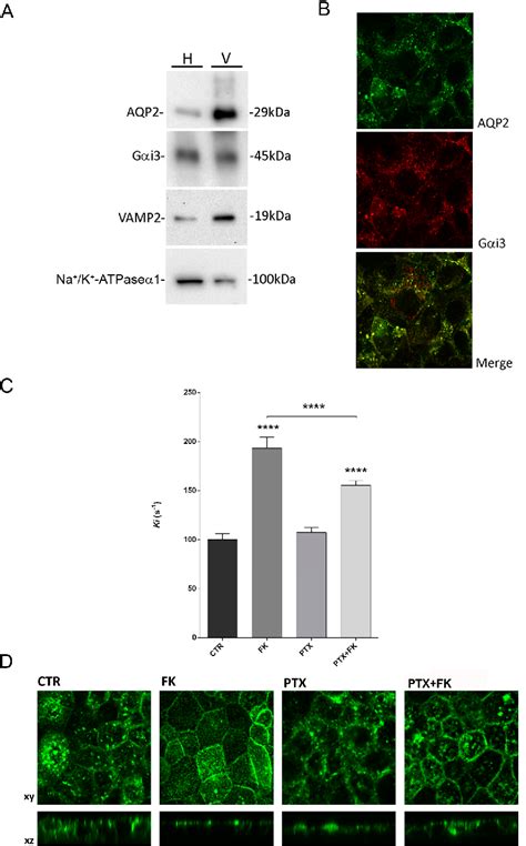 Figure 1 From Gi Protein Modulation Of The Potassium Channel TASK 2