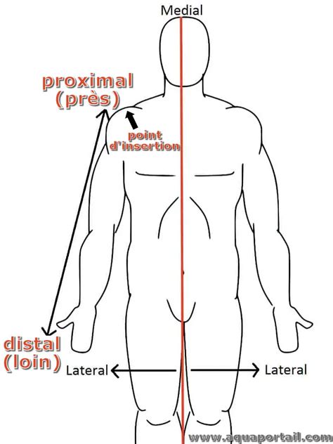 Distal Définition Et Explications