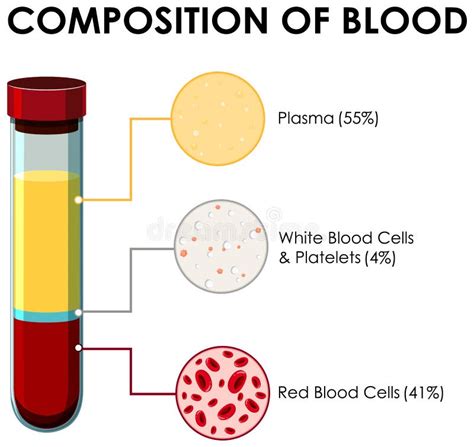 Composition Of Blood Vector Illustration Labeled Anatomical Structure