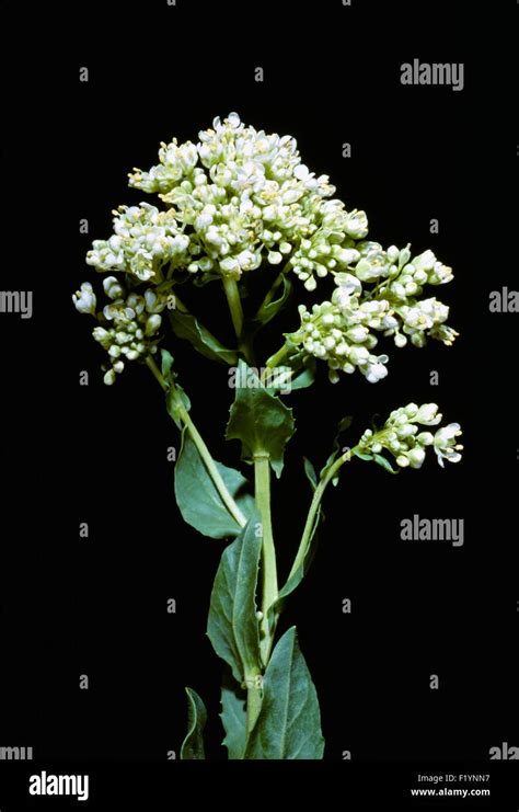 California Weed Hi Res Stock Photography And Images Alamy