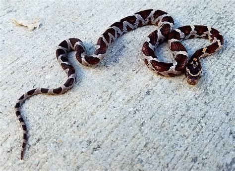 Miami Phase Corn Snakes for sale | Snakes at Sunset