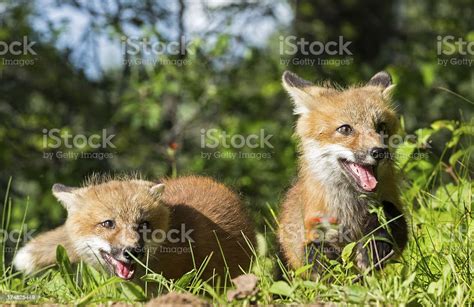 Red Fox Kits Playing Stock Photo - Download Image Now - Animal, Animal ...