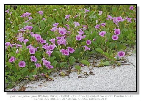 Railroad Vine