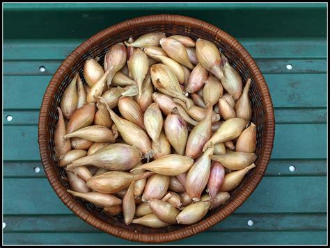 Mark S Veg Plot Shallots Longor