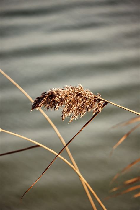 Pampas Grass Plant Free Photo On Pixabay Pixabay