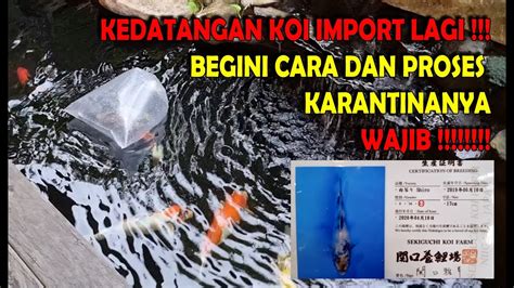 CARA DAN PROSES KARANTINA IKAN KOI YANG BARU DATANG KOI IMPORT YouTube