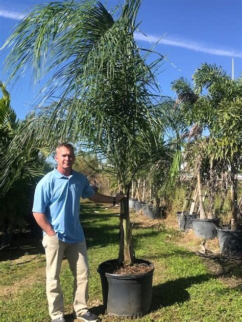 Palm Trees For Sale Resort Palms Tropical Nursery