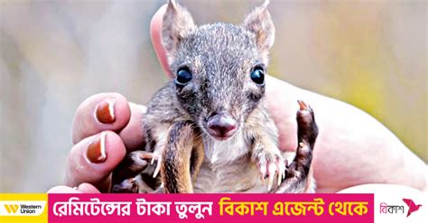 ‘Mini kangaroos’ hop back in South Australia | The Daily Star