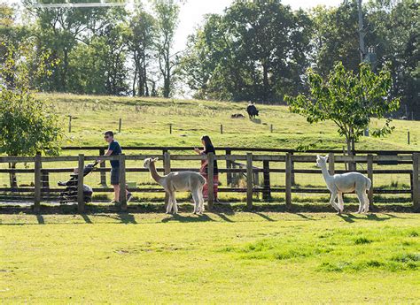 Bucklebury Farm & Deer Safari Park in Berkshire | The Tourist Trail