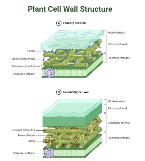 Cell Wall Definition Structure Compositions And Functions Learn