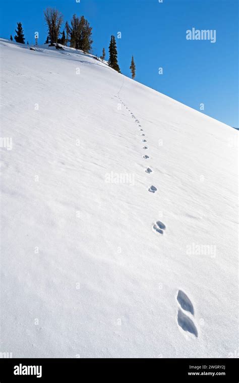 Eastern Coyote Hi Res Stock Photography And Images Alamy
